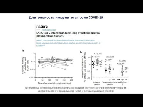 Длительность иммунитета после COVID-19 резидентные долгоживущие плазматические клетки костного мозга и циркулирующие