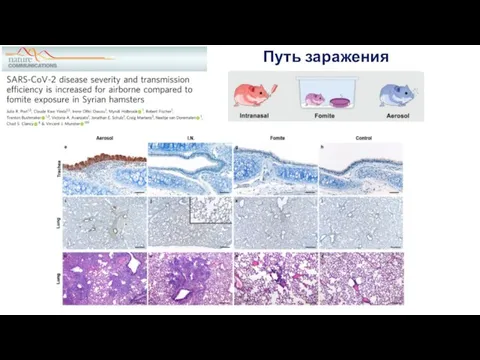 Путь заражения