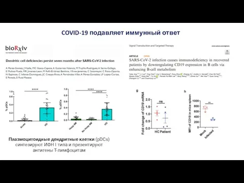 COVID-19 подавляет иммунный ответ Плазмоцитоидные дендритные клетки (pDCs) синтезируют ИФН I типа и презентируют антигены Т-лимфоцитам