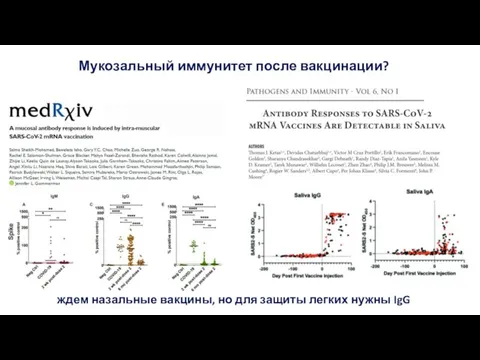 Мукозальный иммунитет после вакцинации? ждем назальные вакцины, но для защиты легких нужны IgG