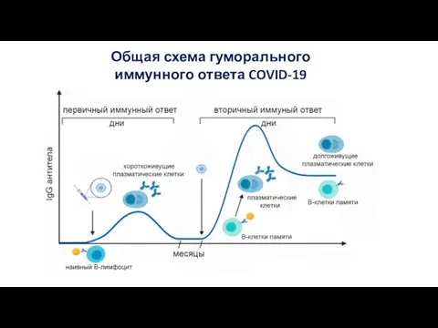 Общая схема гуморального иммунного ответа COVID-19