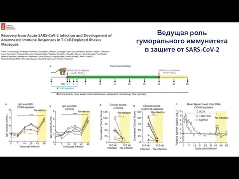 Ведущая роль гуморального иммунитета в защите от SARS-CoV-2