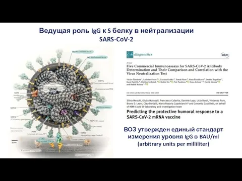 Ведущая роль IgG к S белку в нейтрализации SARS-CoV-2 ВОЗ утвержден единый