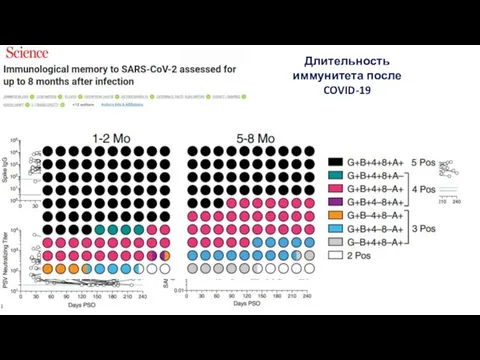 Длительность иммунитета после COVID-19