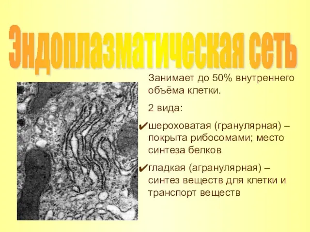 Эндоплазматическая сеть Занимает до 50% внутреннего объёма клетки. 2 вида: шероховатая (гранулярная)