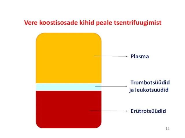 Plasma Trombotsüüdid ja leukotsüüdid Erütrotsüüdid Vere koostisosade kihid peale tsentrifuugimist