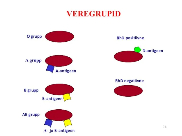 AB grupp A grupp B grupp O grupp VEREGRUPID RhD positiivne RhD