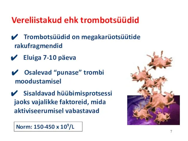 Vereliistakud ehk trombotsüüdid Trombotsüüdid on megakarüotsüütide rakufragmendid Eluiga 7-10 päeva Osalevad “punase”