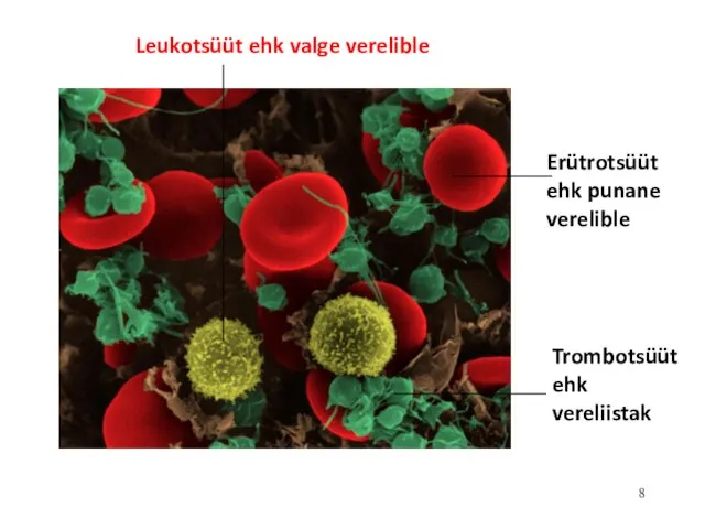 Erütrotsüüt ehk punane verelible Leukotsüüt ehk valge verelible Trombotsüüt ehk vereliistak