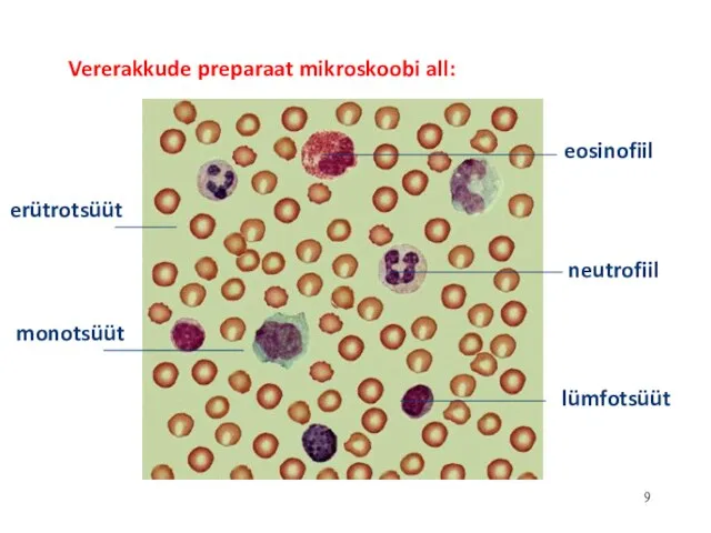 eosinofiil neutrofiil lümfotsüüt monotsüüt erütrotsüüt Vererakkude preparaat mikroskoobi all: