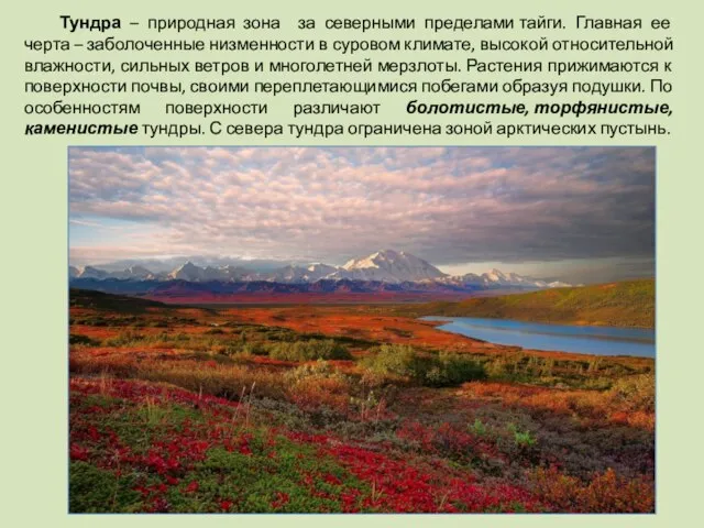 Тундра – природная зона за северными пределами тайги. Главная ее черта –