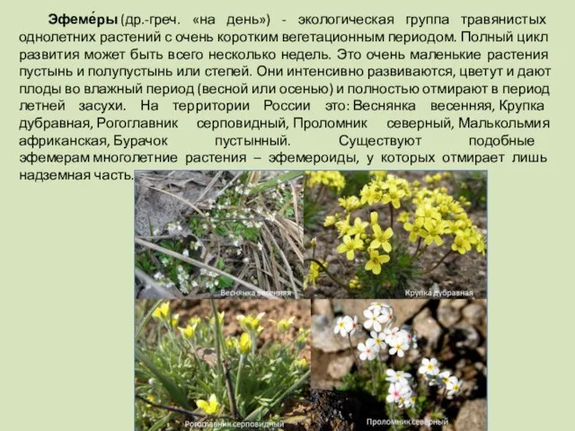 Эфеме́ры (др.-греч. «на день») - экологическая группа травянистых однолетних растений с очень