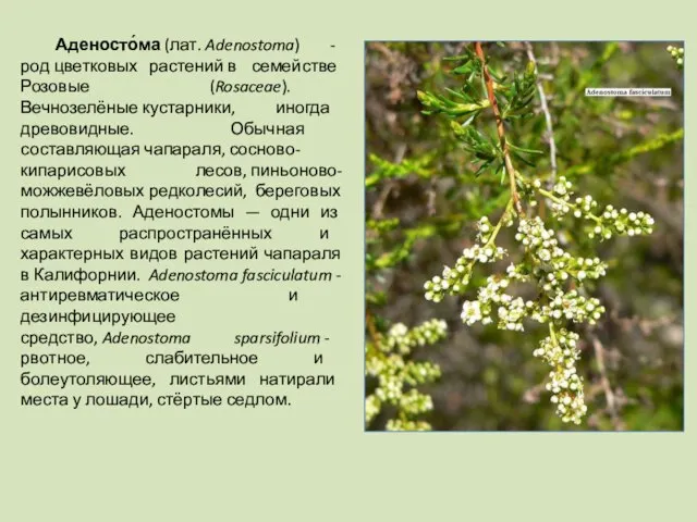 Аденосто́ма (лат. Adenostoma) - род цветковых растений в семействе Розовые (Rosaceae). Вечнозелёные