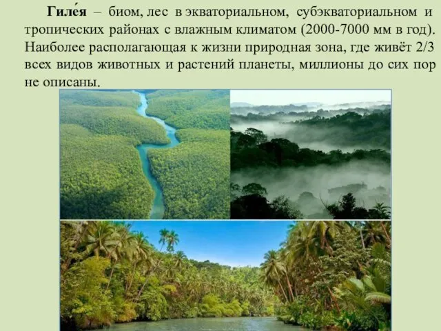 Гиле́я – биом, лес в экваториальном, субэкваториальном и тропических районах с влажным