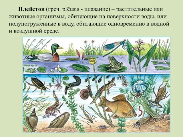Плейстон (греч. plēusis - плавание) – растительные или животные организмы, обитающие на