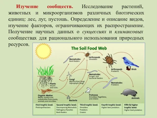 Изучение сообществ. Исследование растений, животных и микроорганизмов различных биотических единиц: лес, луг,