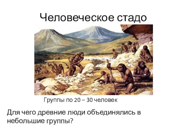 Человеческое стадо Группы по 20 – 30 человек Для чего древние люди объединялись в небольшие группы?