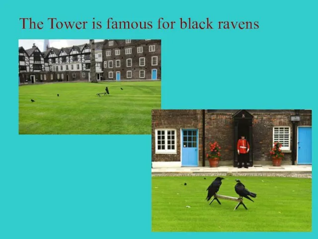 The Tower is famous for black ravens