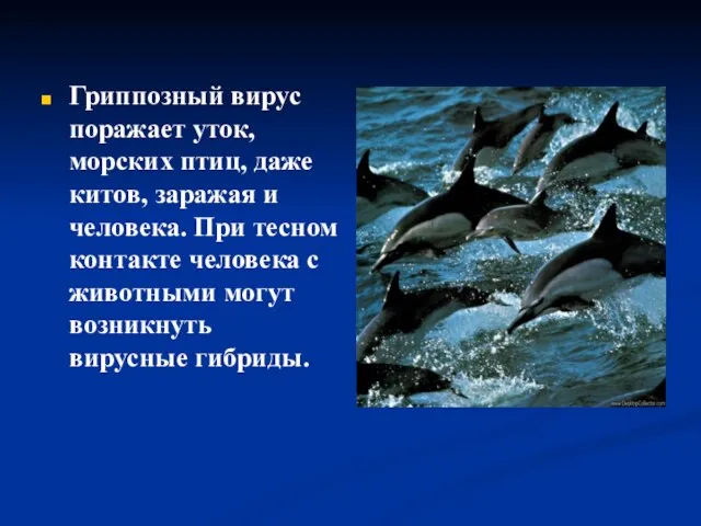 Гриппозный вирус поражает уток, морских птиц, даже китов, заражая и человека. При