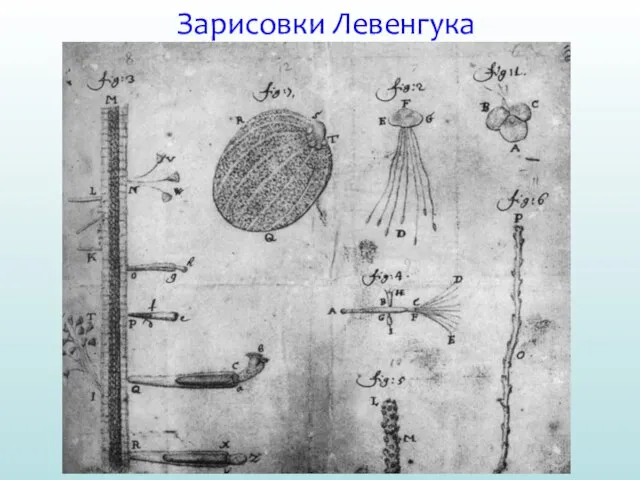 Зарисовки Левенгука