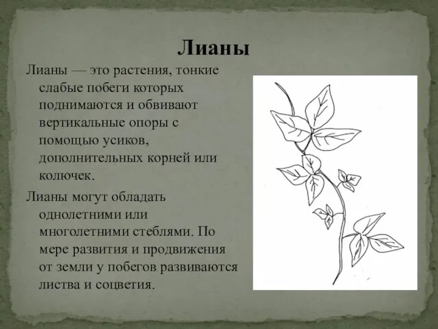 Лианы — это растения, тонкие слабые побеги которых поднимаются и обвивают вертикальные