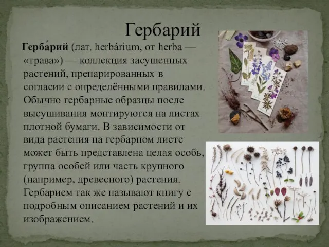 Герба́рий (лат. herbárium, от herba — «трава») — коллекция засушенных растений, препарированных