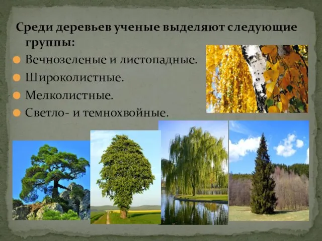 Среди деревьев ученые выделяют следующие группы: Вечнозеленые и листопадные. Широколистные. Мелколистные. Светло- и темнохвойные.