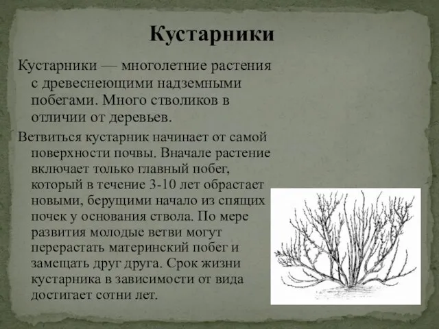 Кустарники — многолетние растения с древеснеющими надземными побегами. Много стволиков в отличии