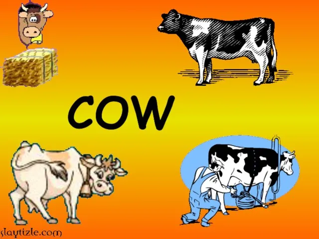 COW