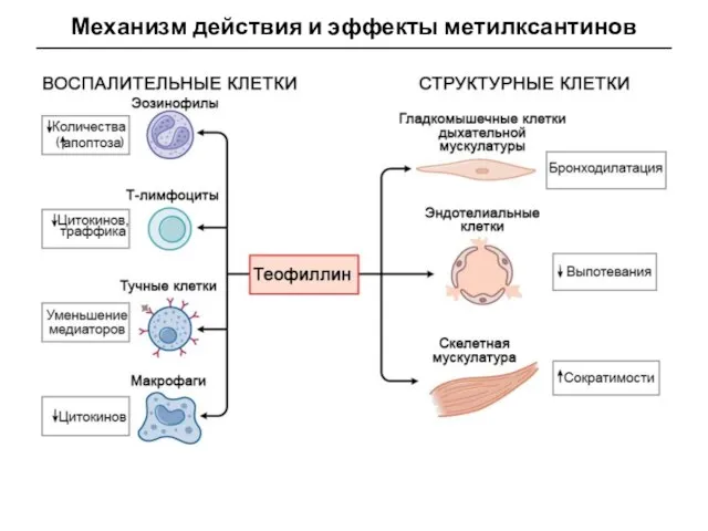 Механизм действия и эффекты метилксантинов