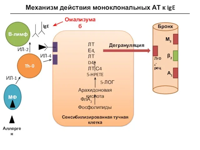Механизм действия моноклональных АТ к IgE МФ Аллерген В-лимф Th-0 IgE ИЛ-1