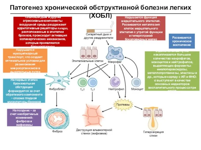 Патогенез хронической обструктивной болезни легких (ХОБЛ) Табачный дым и другие агрессивные компоненты