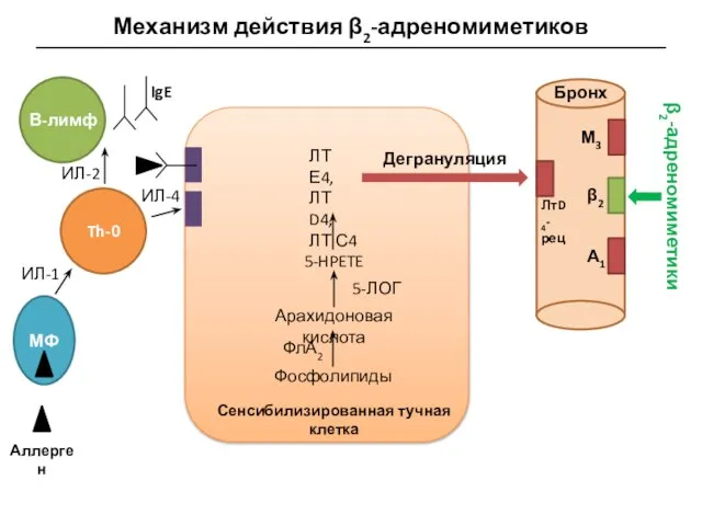 Механизм действия β2-адреномиметиков МФ Аллерген В-лимф Th-0 IgE ИЛ-1 ИЛ-2 ИЛ-4 Сенсибилизированная