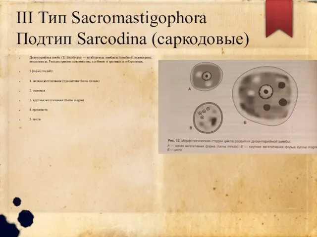 III Тип Sacromastigophora Подтип Sarcodina (саркодовые) Дизентерийная амеба (Е. histolytica) — возбудитель