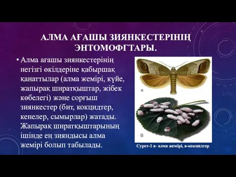 АЛМА АҒАШЫ ЗИЯНКЕСТЕРІНІҢ ЭНТОМОФГТАРЫ. Алма ағашы зиянкестерінің негізгі өкілдеріне қабыршақ қанаттылар (алма