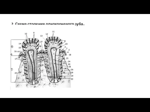 2. Схема строения однокорневого зуба.