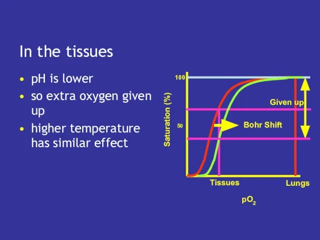 In the tissues pH is lower so extra oxygen given up higher