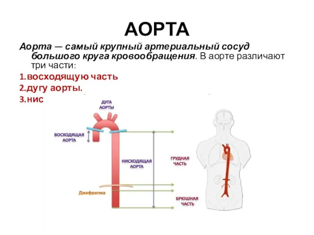 АОРТА Аорта — самый крупный артериальный сосуд большого круга кровообращения. В аорте