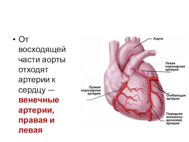 От восходящей части аорты отходят артерии к сердцу — венечные артерии, правая и левая
