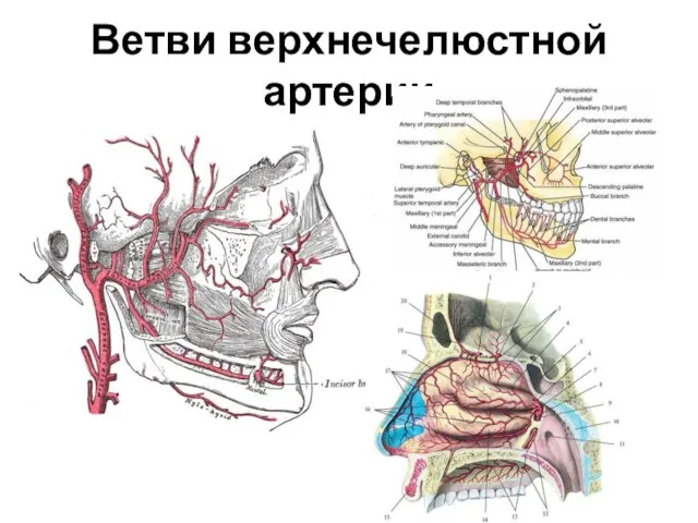 Ветви верхнечелюстной артерии