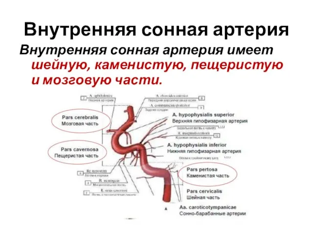 Внутренняя сонная артерия Внутренняя сонная артерия имеет шейную, каменистую, пещеристую и мозговую части.