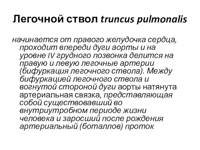 Легочной ствол truncus pulmonalis начинается от правого желудочка сердца, проходит впереди дуги