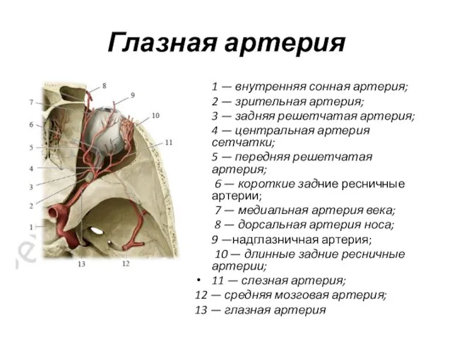 1 — внутренняя сонная артерия; 2 — зрительная артерия; 3 — задняя