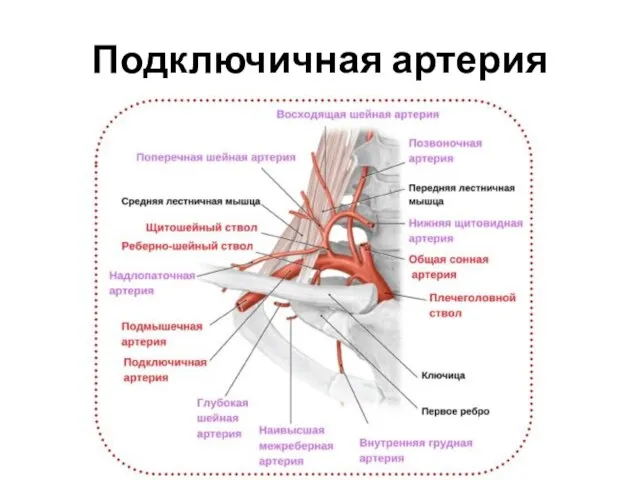 Подключичная артерия