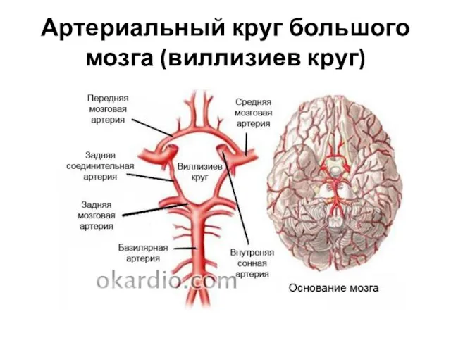 Артериальный круг большого мозга (виллизиев круг)