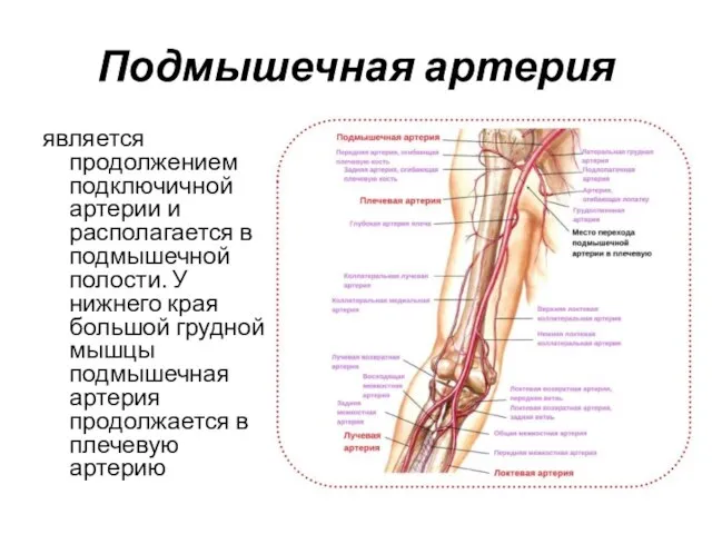 Подмышечная артерия является продолжением подключичной артерии и располагается в подмышечной полости. У