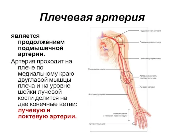 Плечевая артерия является продолжением подмышечной артерии. Артерия проходит на плече по медиальному