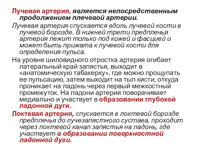 Лучевая артерия, является непосредственным продолжением плечевой артерии. Лучевая артерия спускается вдоль лучевой