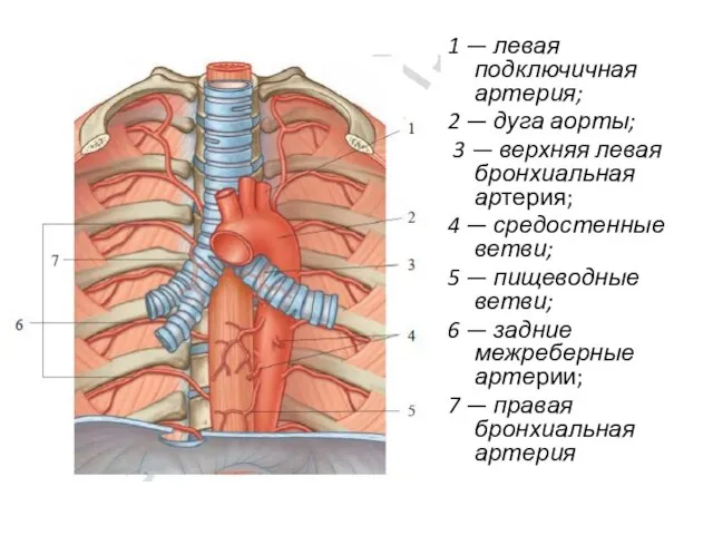 1 — левая подключичная артерия; 2 — дуга аорты; 3 — верхняя