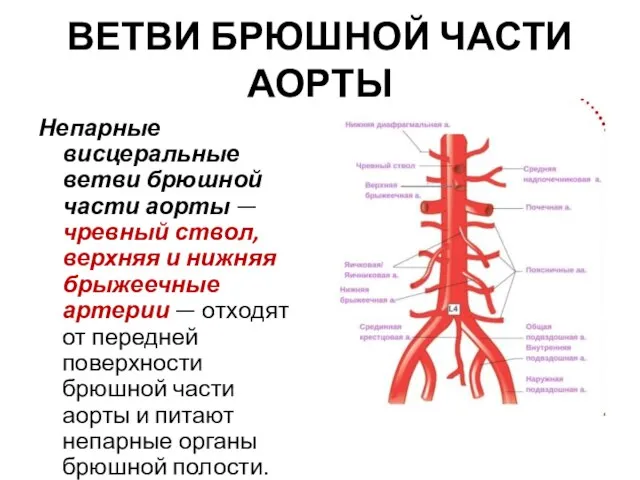 Непарные висцеральные ветви брюшной части аорты — чревный ствол, верхняя и нижняя